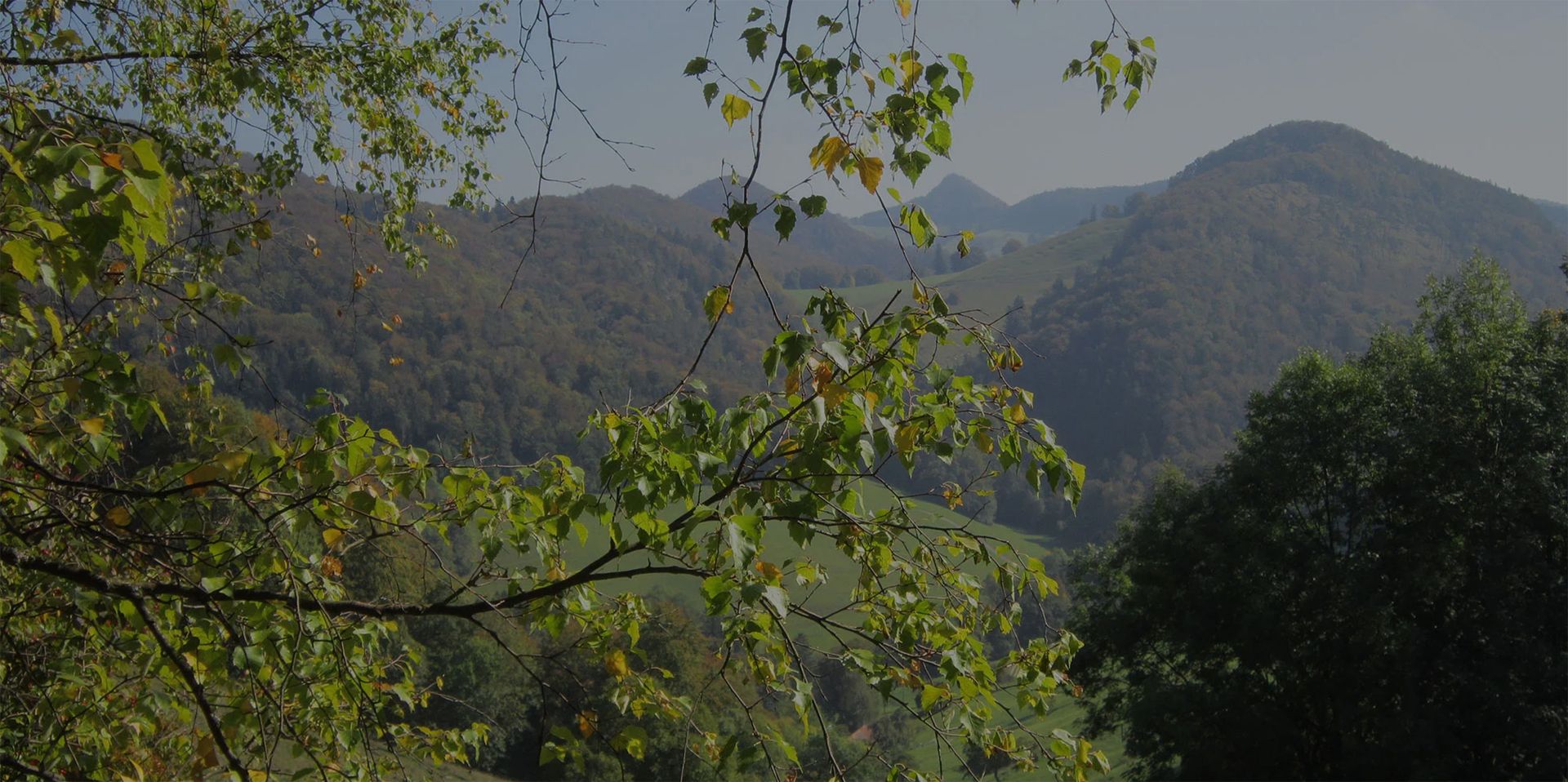 Grüne Hügellandschaft mit herbstlich gefärbten Bäumen und Zweigen im Vordergrund.